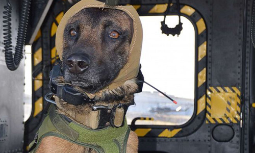 Military working dog wearing UC-designed hearing-loss protection
