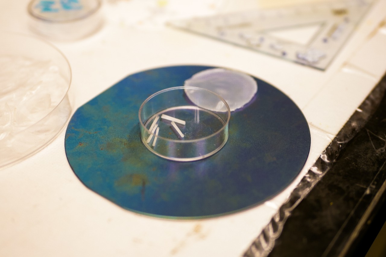 dish in lab