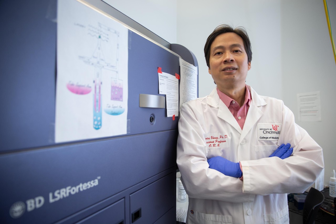 Dr. Xiaoting Zhang, professor and Thomas Boat Endowed Chair in UC’s Department of Cancer Biology, director of the Breast Cancer Research Program.